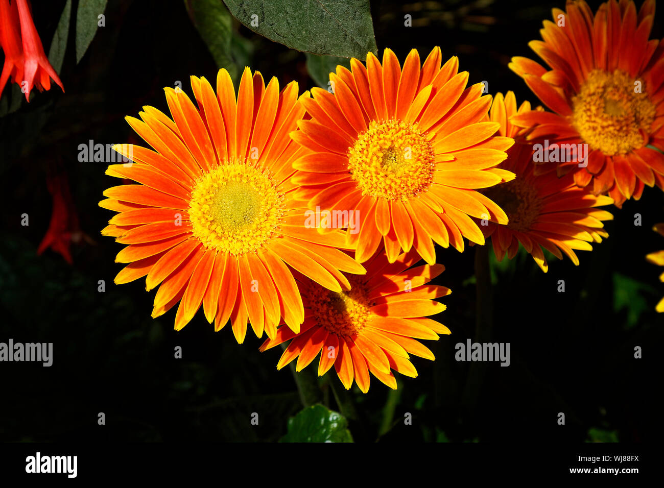 daisy family flowers, orange gold, close-up, garden, brilliant color, blossoms, Asteraceae, Compositae, PA; Pennsylvania; summer; horizontal Stock Photo