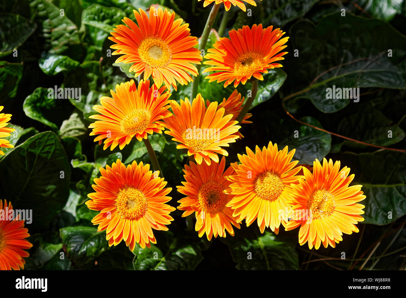 Family asteraceae compositae hires stock photography and images Alamy