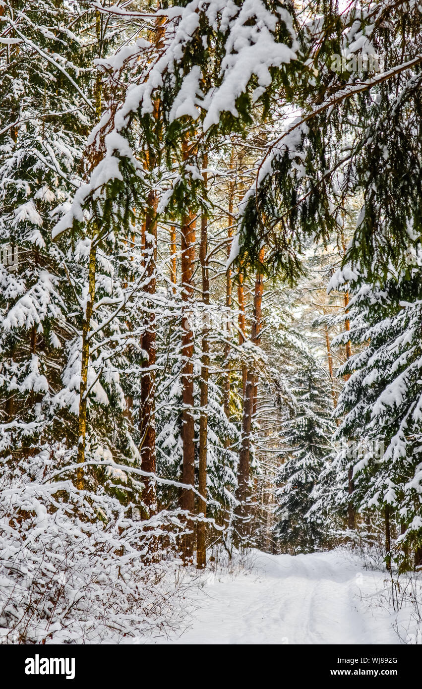 Snowy winter forest with tall pines and beautiful snowy coniferous ...