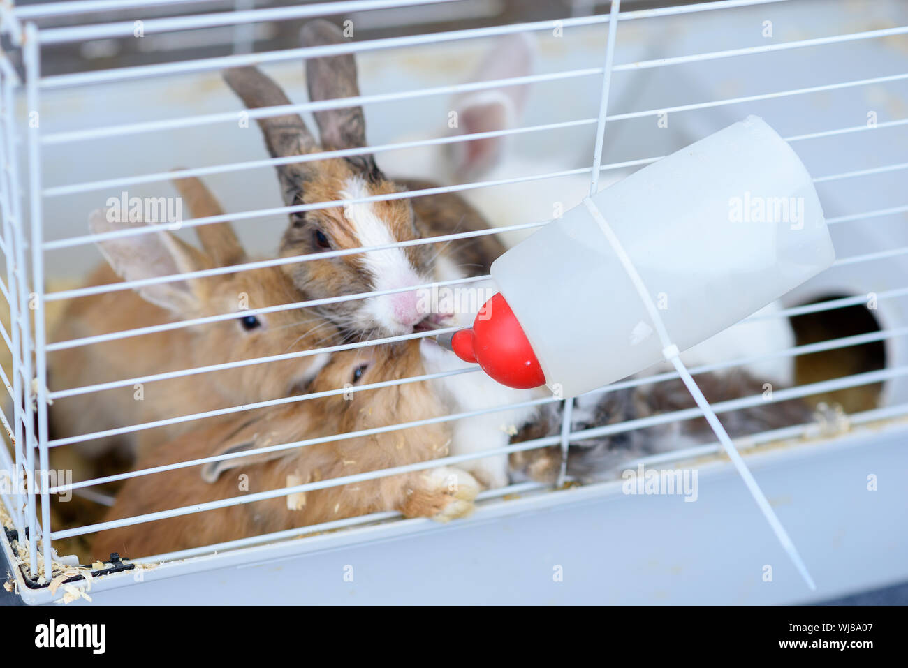 Rabbits drinking water from feeding water bottle.The bunnies inside Cage for small Pets Stock