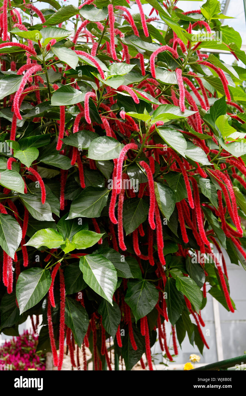 Chenille plant, hanging red flowers, fuzzy catkins, textural interest, green leaves, shrub, Acalypha hispida; Monkey Tail,  Pennsylvania; summer; vert Stock Photo