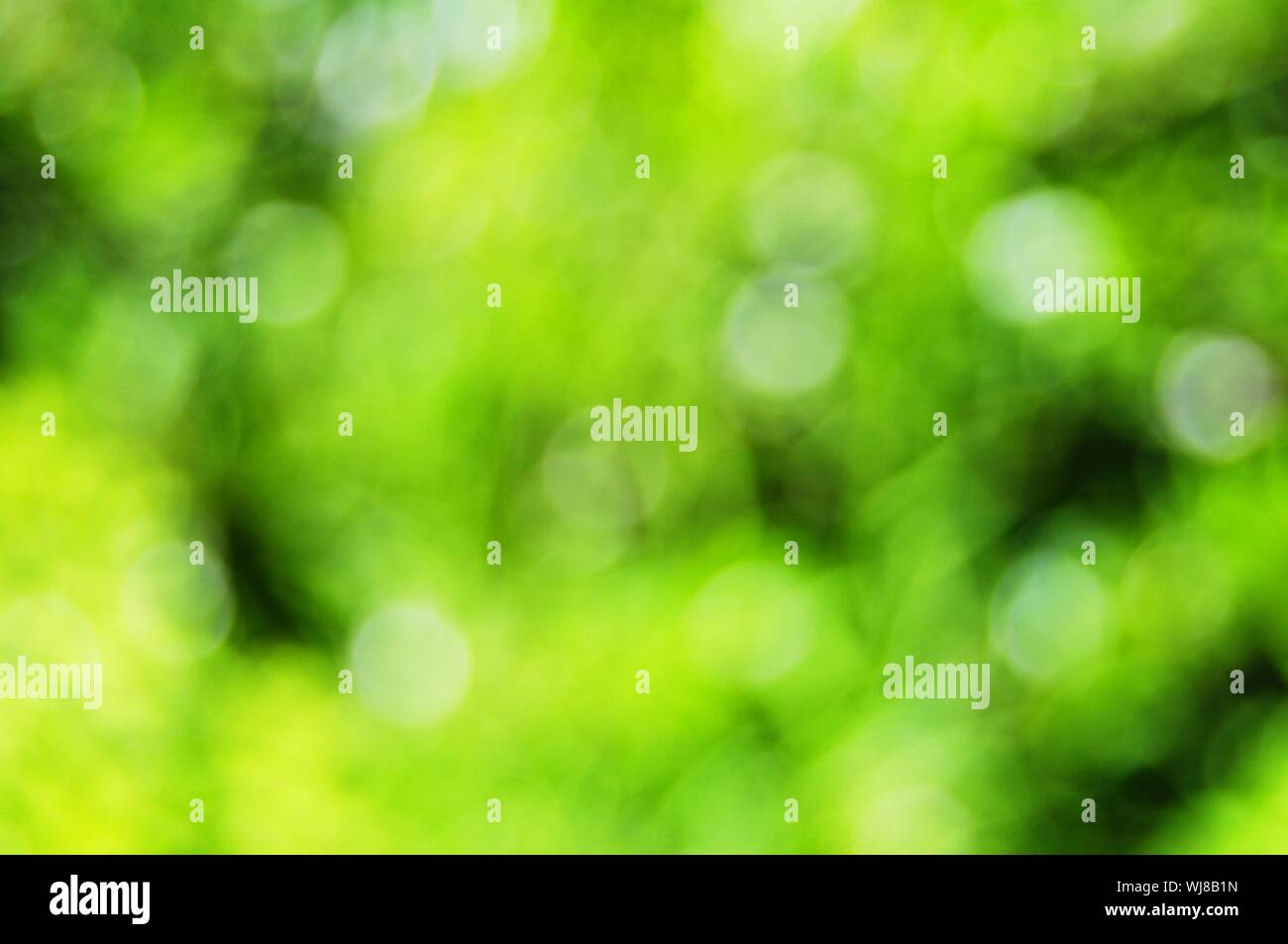 abstract green nature bokeh background with copyspace Stock Photo - Alamy