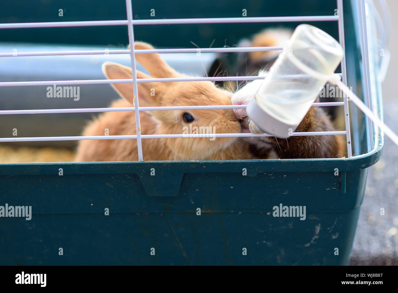 Rabbit drinking water from feeding water bottle.The bunny inside Cage for small Pets Stock Photo