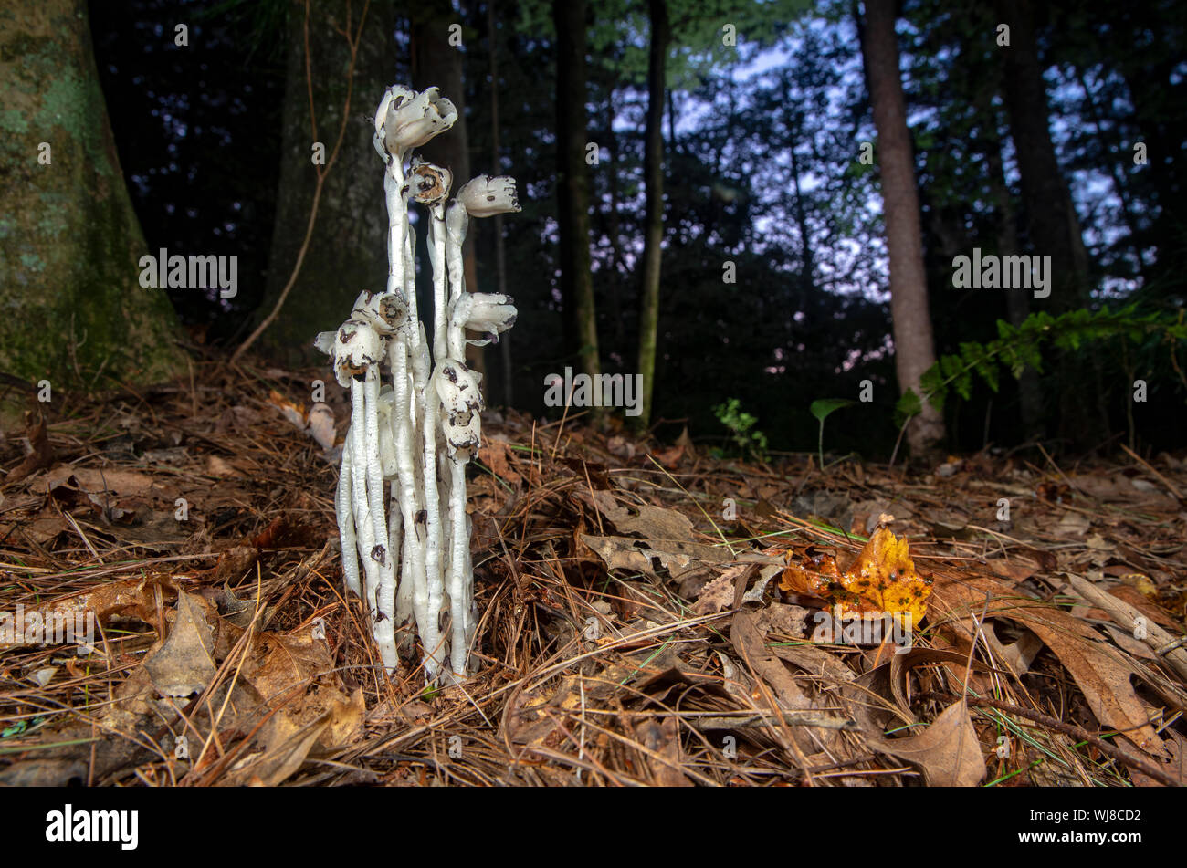 Indian Pipe or Ghost Plant (Monotropa uniflora) - Brevard, North Carolina, United States Stock Photo