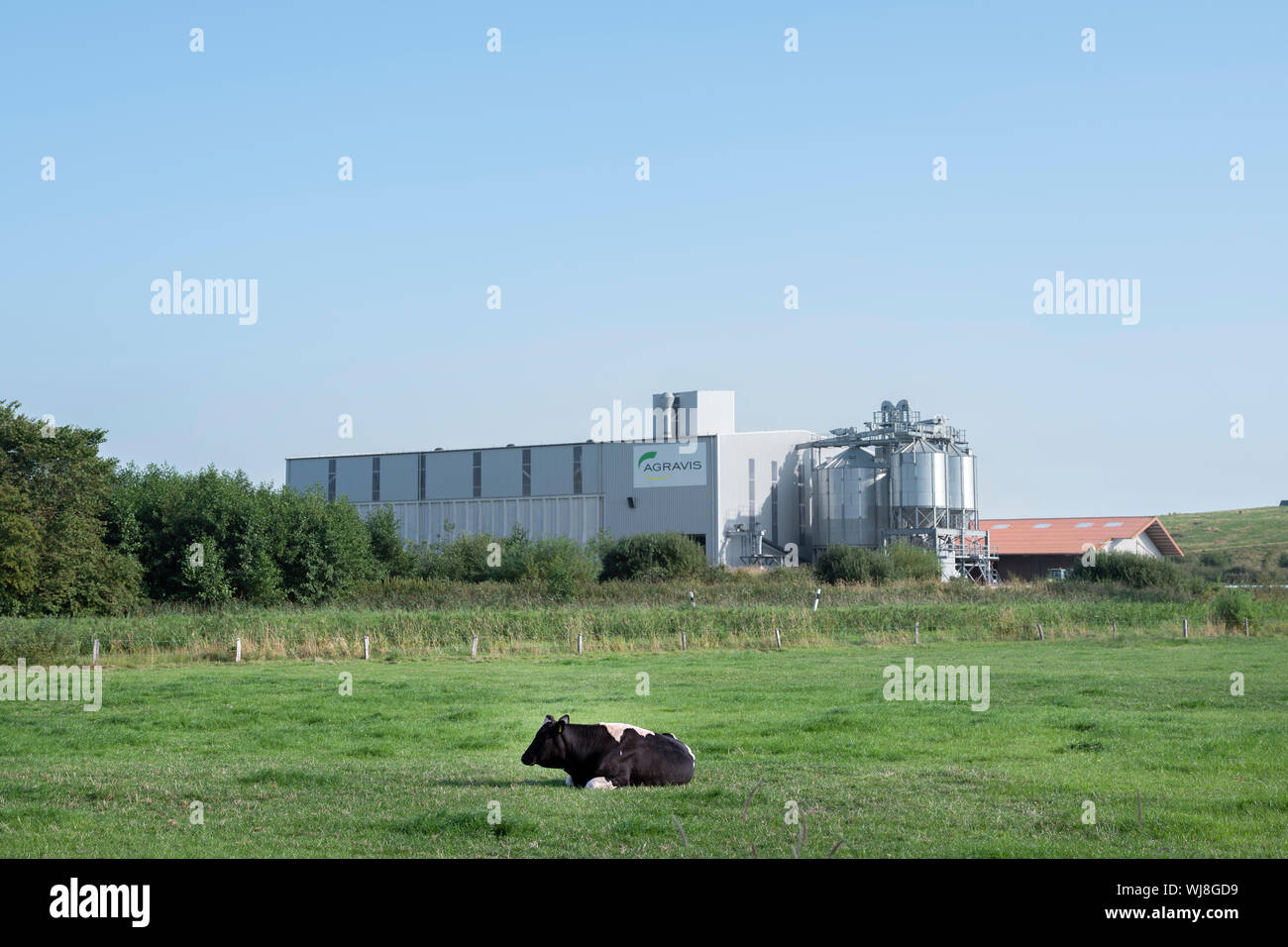 lonely cow in meadow near agravis factory in ostfriesland between norden and aurich Stock Photo