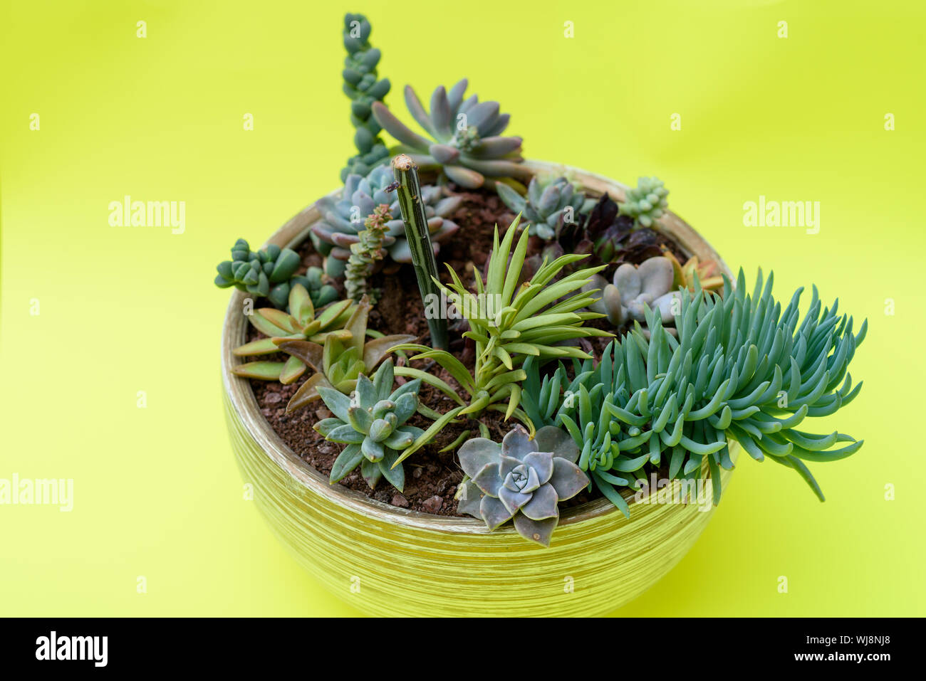 A group of beautiful Miniature cactus succulent plants in flower pots. Succulent Mix-pachyphytum oviferum,sedum, echeveria, senecio. Stock Photo
