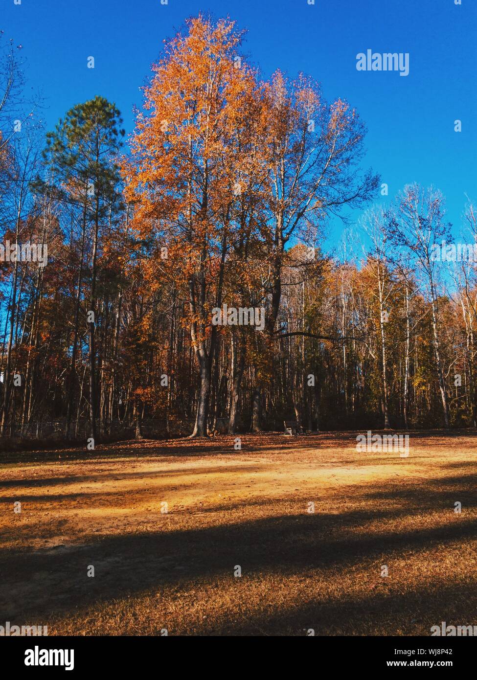 Fuquay hires stock photography and images Alamy