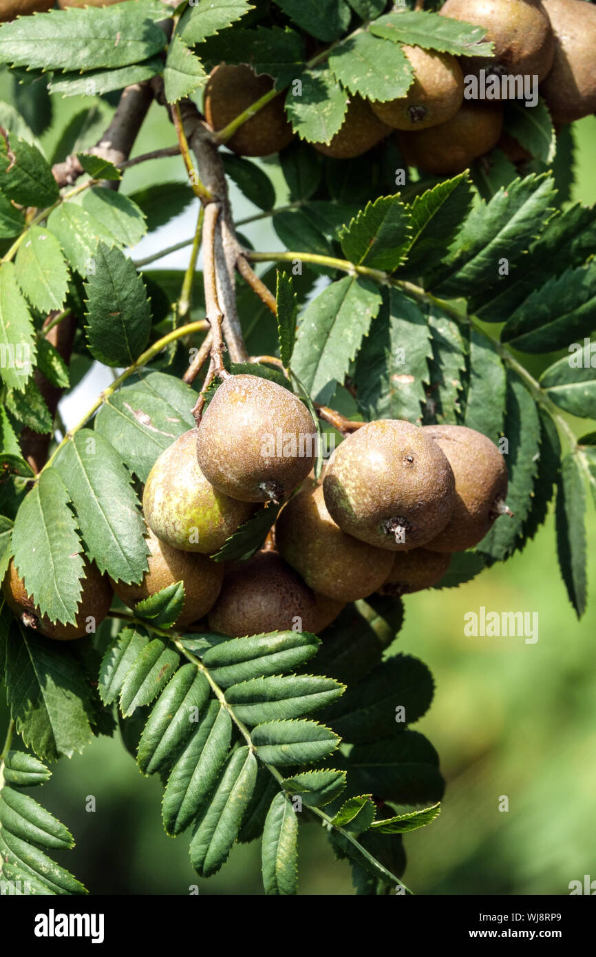 Unripe fruits on tree, Service tree, Jerusalem Pear, Sorbus domestica Stock Photo