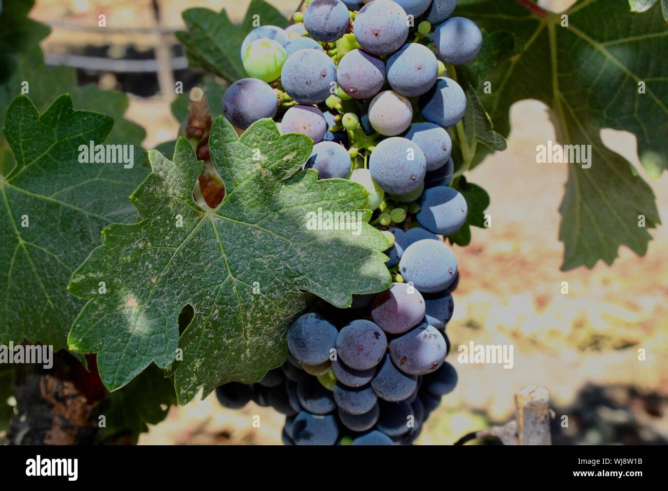 Wine Grapes in Paso Robles, California Stock Photo Alamy