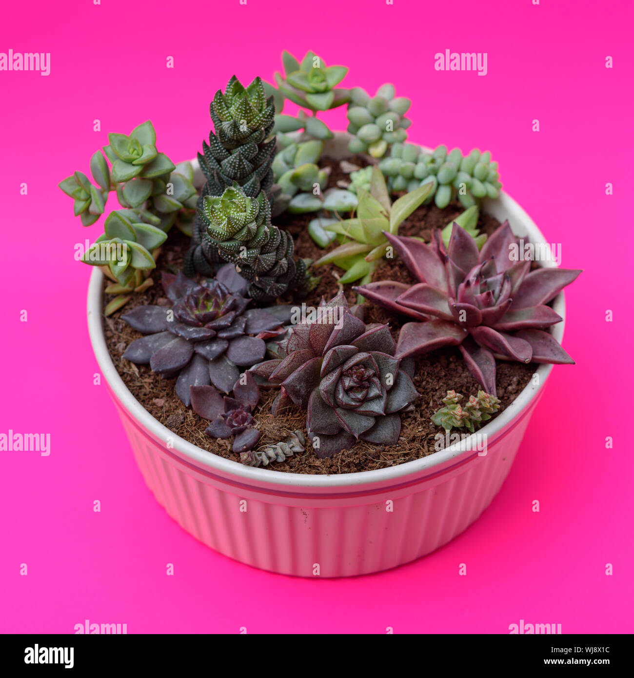 A group of beautiful Miniature cactus succulent plants in flower pots