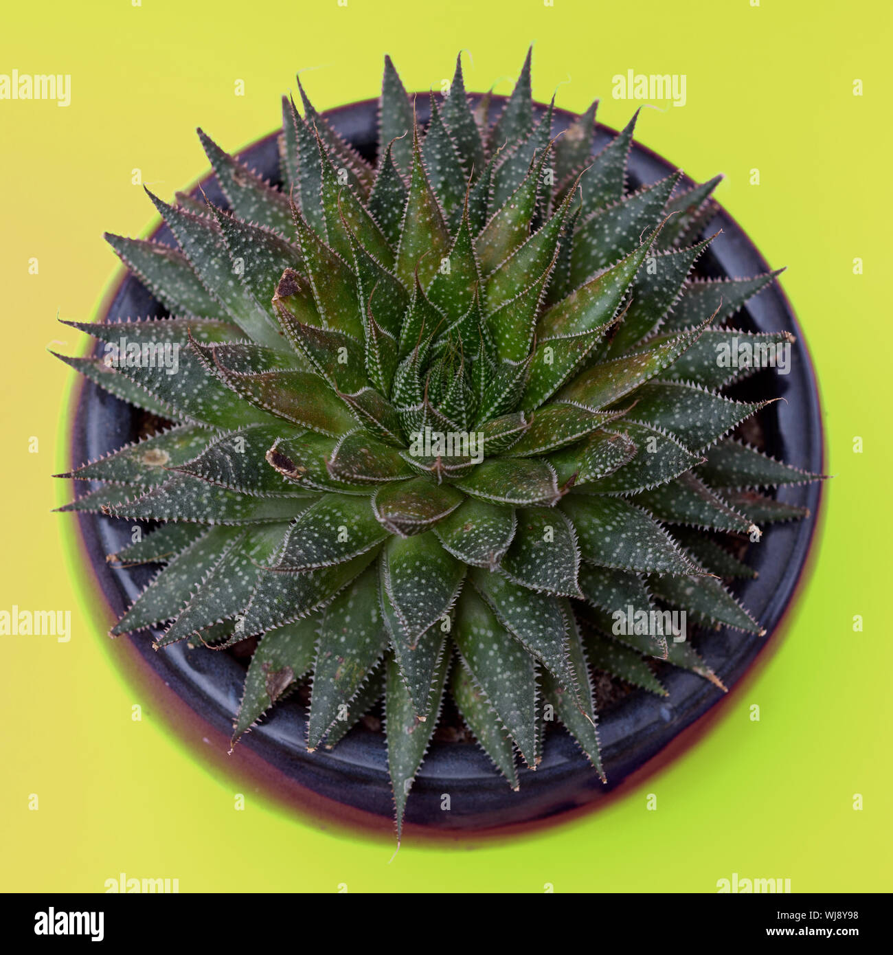 Haworthia succulents cactus plant in a clay pot on yellow neon