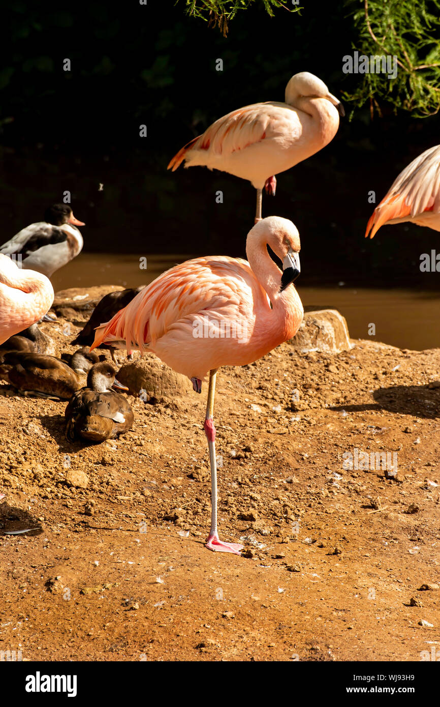 Paignton Zoo Flamingos, Devon ,UK Stock Photo