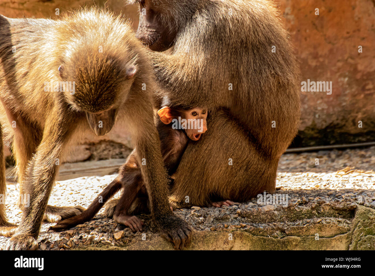 A baby Baboon playing with its mom at Paignton Zoo, Devon, UK Stock Photo