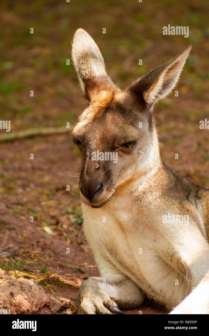 Western Gray Kangaroo sleeping in the sun attracting flies. Stock Photo