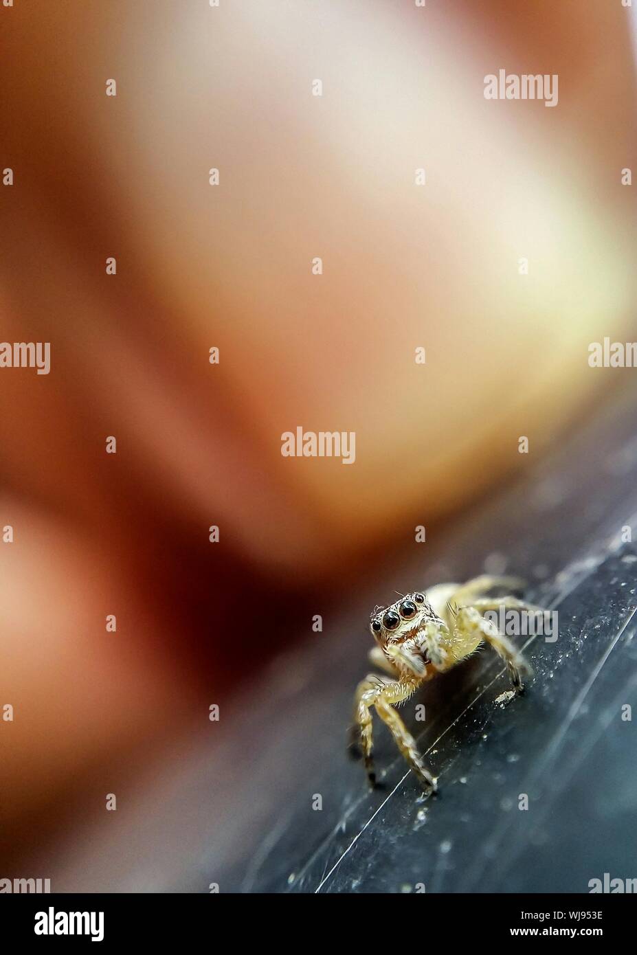 Tilt Image Of Jumping Spider On Table Stock Photo
