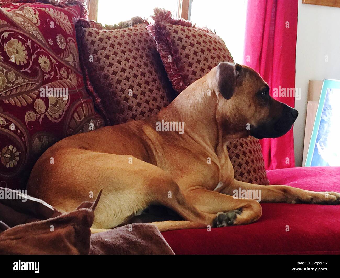 Brown dog sitting sofa home dog hires stock photography and images Alamy