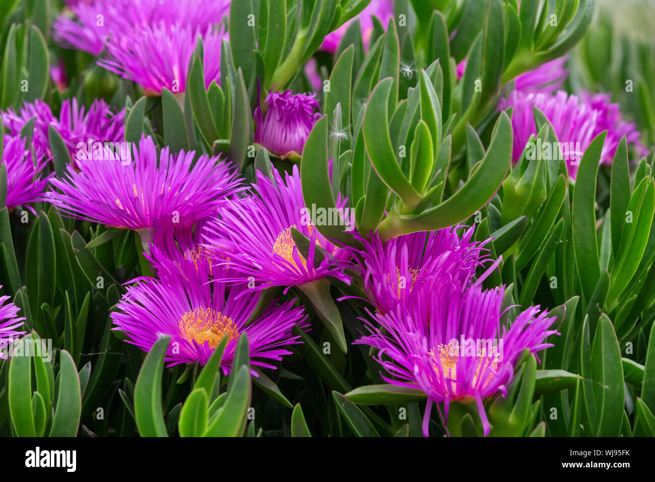 Carpobrotus edulis, Hottentotfig, ice plant, highway ice plant or