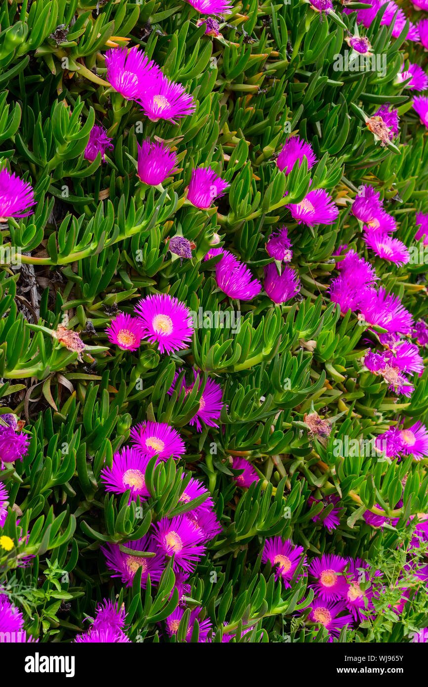 Carpobrotus edulis, Hottentotfig, ice plant, highway ice plant or