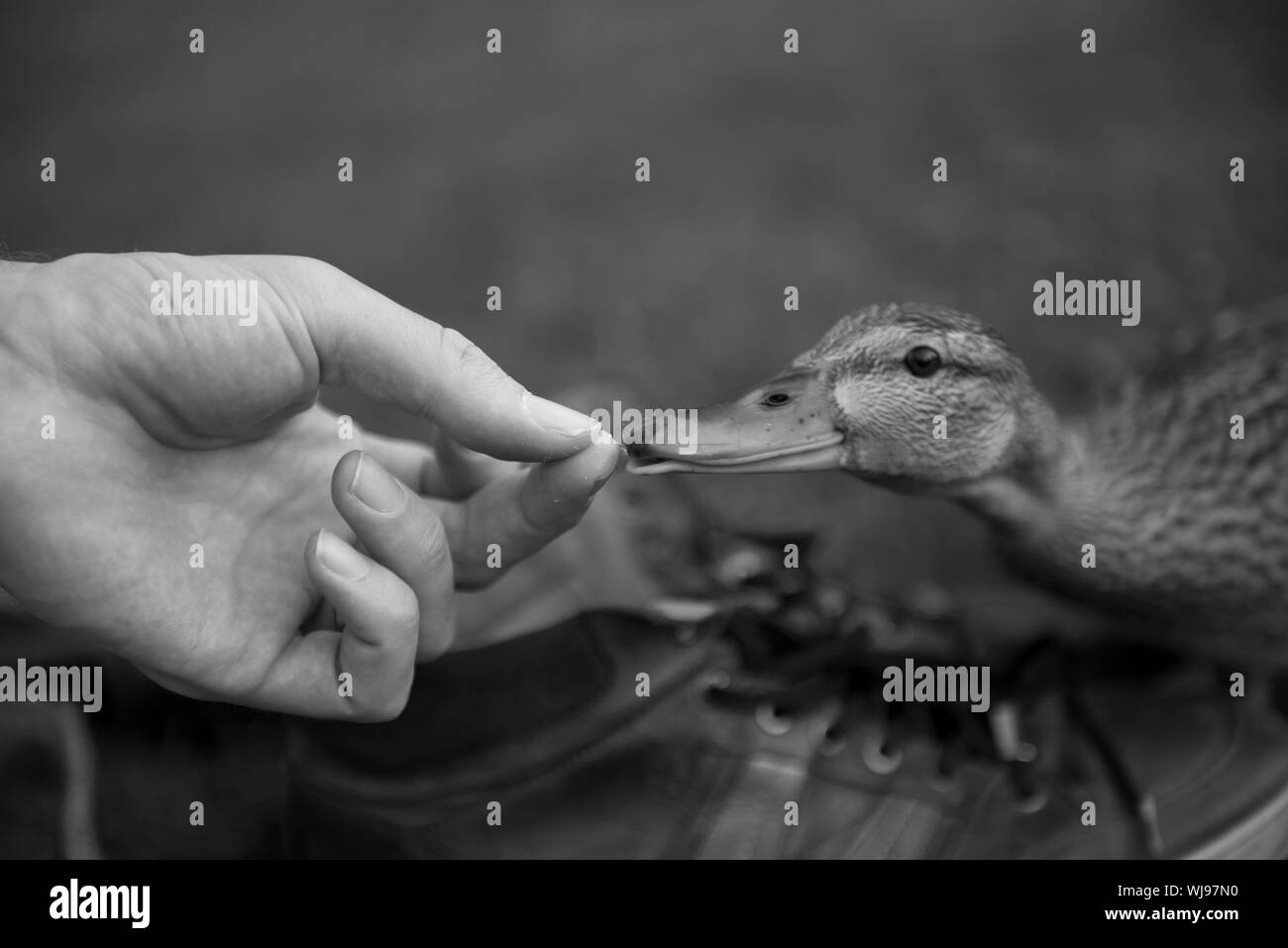 Duck beak hires stock photography and images Alamy
