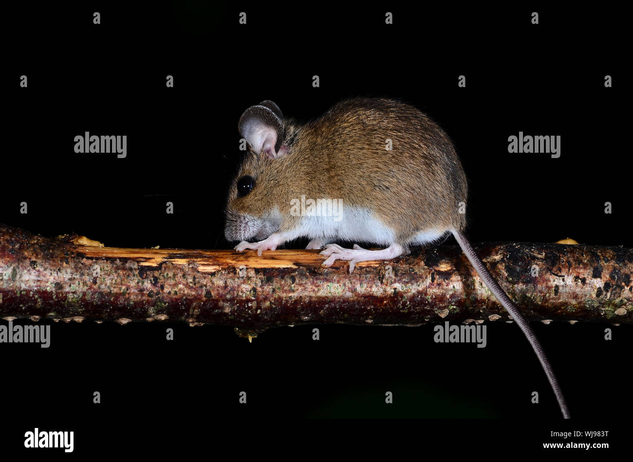 wood mouse climbing on hazel branch Stock Photo Alamy