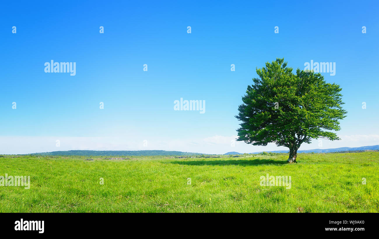 lonely tree against clear blue sky Stock Photo