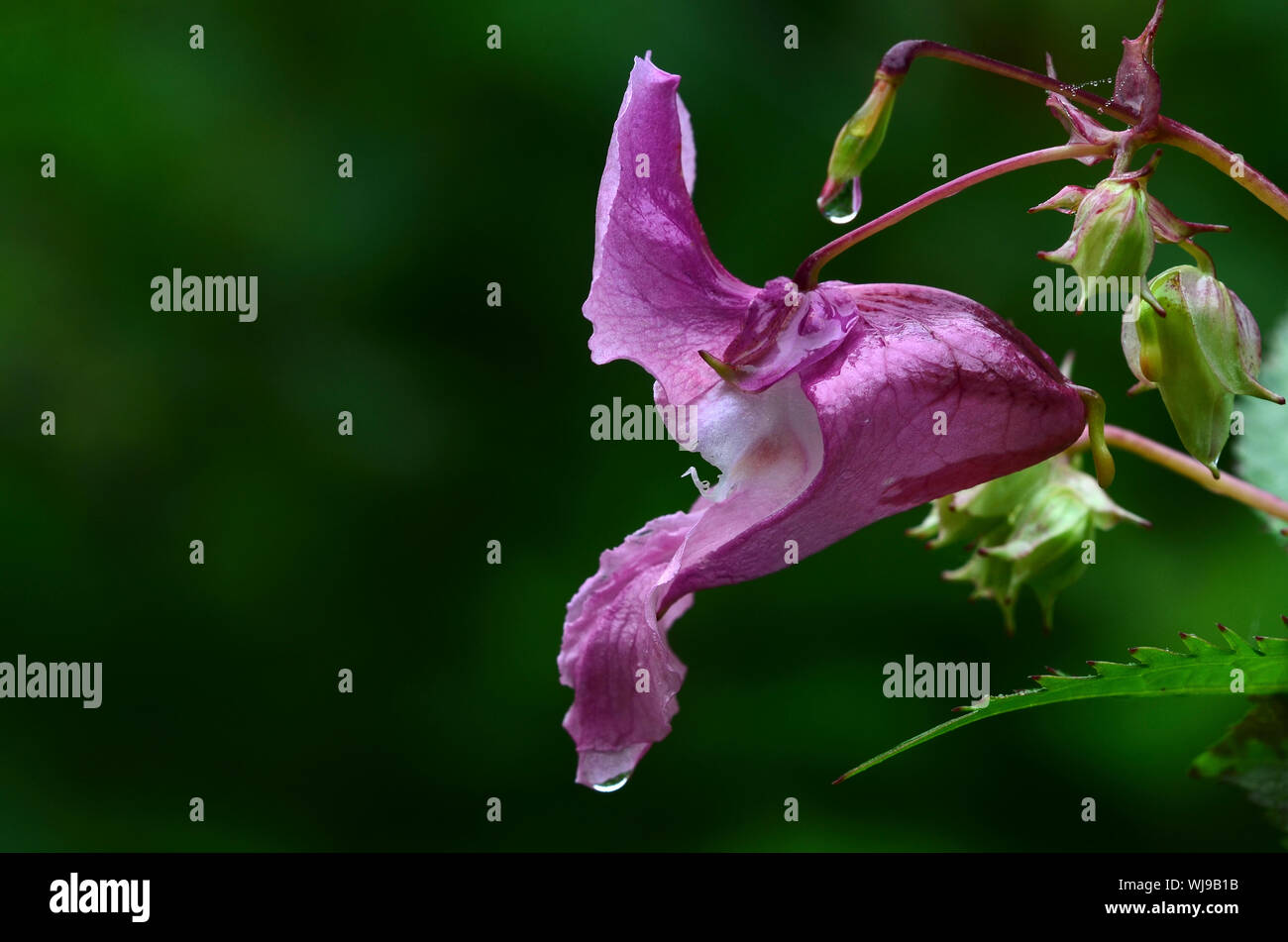 Indian or Himalayan balsam in bloom. Dorset, UK September 2017 Stock Photo