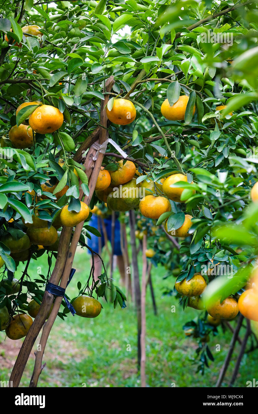 A mandarin garden in Mekong delta, Vietnam. Royalty high quality stock image of fruit and farm. Stock Photo