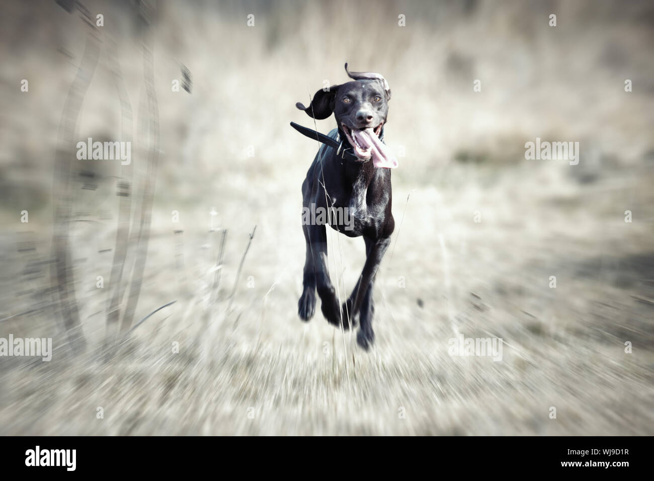Happy German short haired pointer dunning outdoors Stock Photo