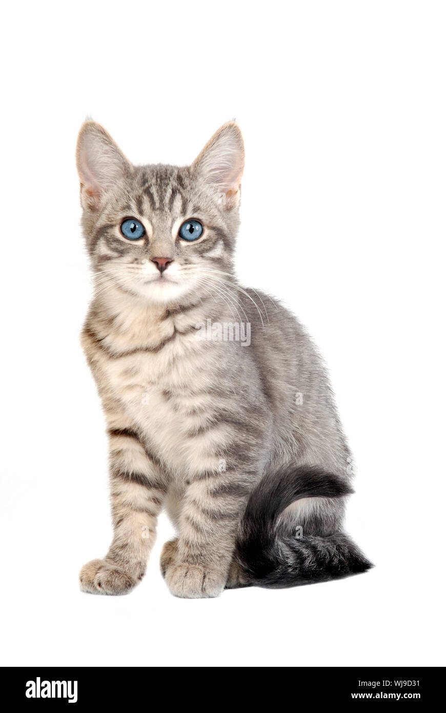 adorable blue eyed kitten sitting on white Stock Photo