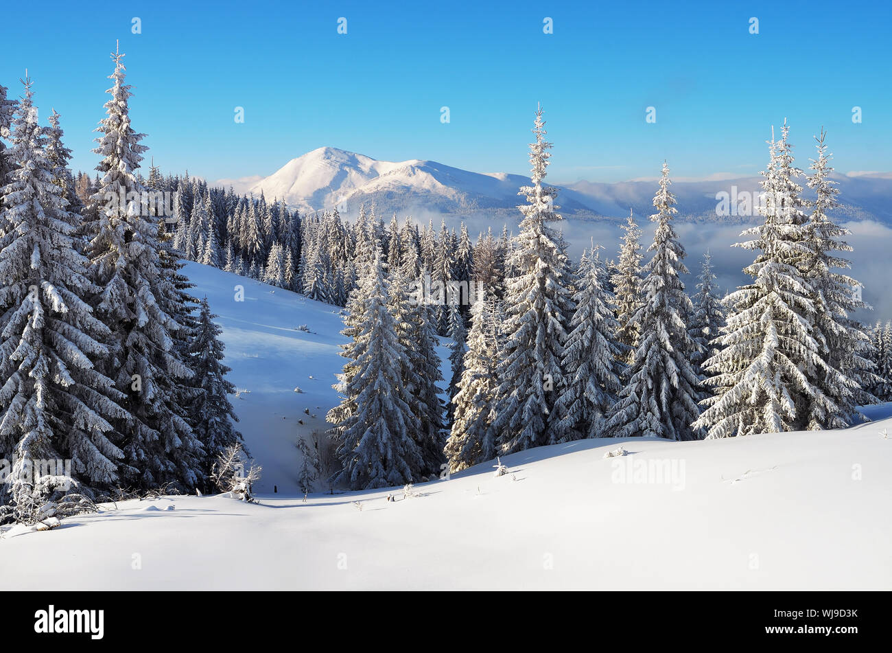 Snowy winter in a mountain forest. Sunny cold day with snow covered trees. Carpathian mountains, Ukraine, Europe Stock Photo