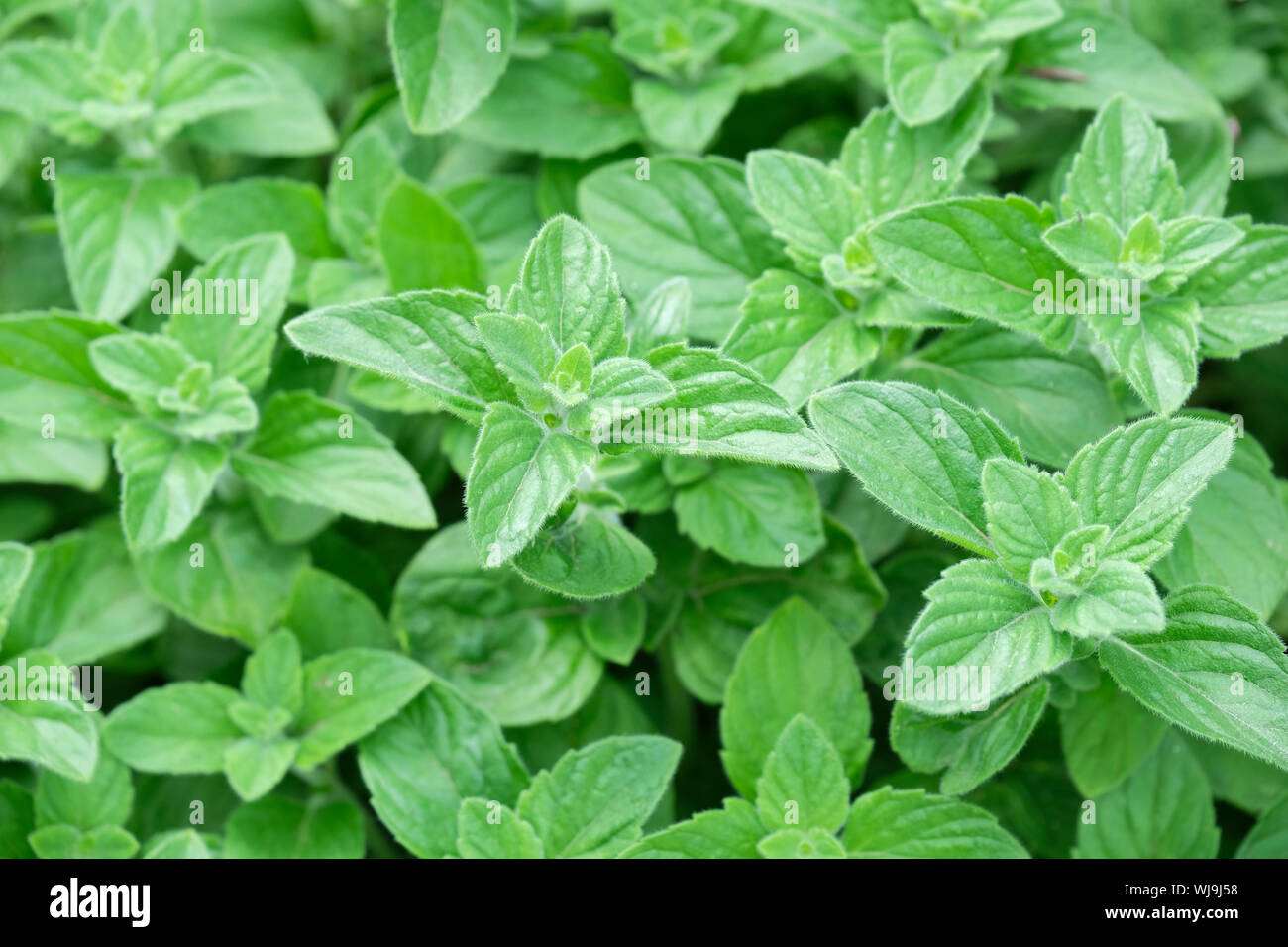 Close-up of the foliage of aromatic foliage of the perennial herb Calamintha nepeta, Lesser Calamint Stock Photo