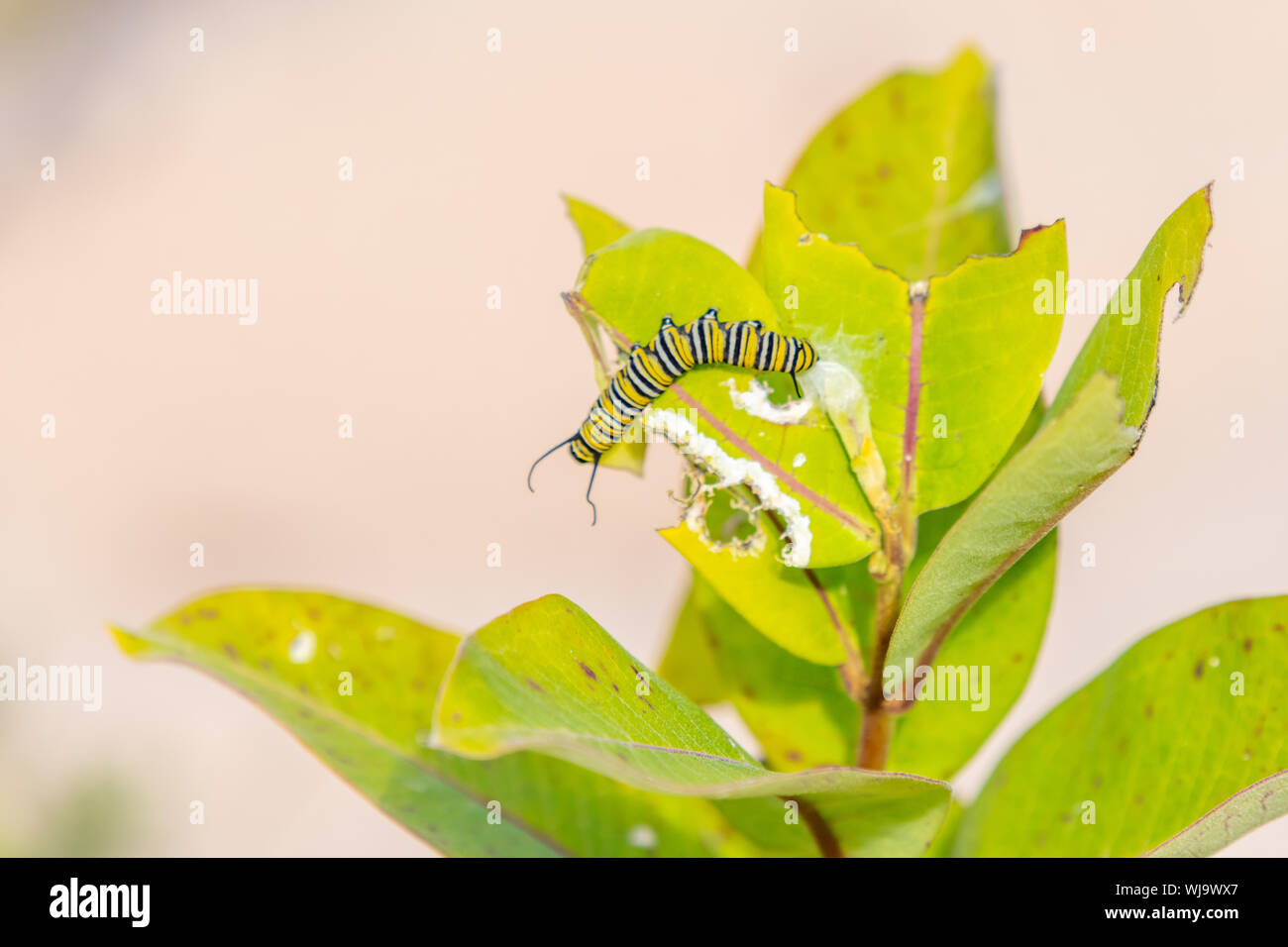 Monarch Butterfly  (Danaus plexippus) Larvae  caterpillar eating Milkweed leaves on Beaver Island, Michigan in late Summer. Stock Photo