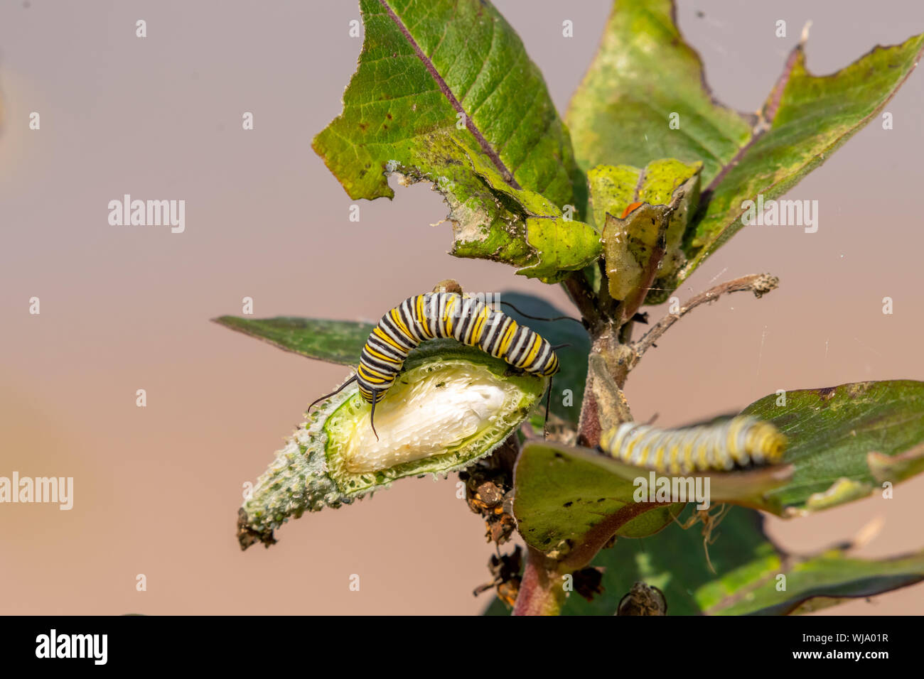 Monarch Butterfly Caterpillar Danaus Plexippus On Leaves High ...
