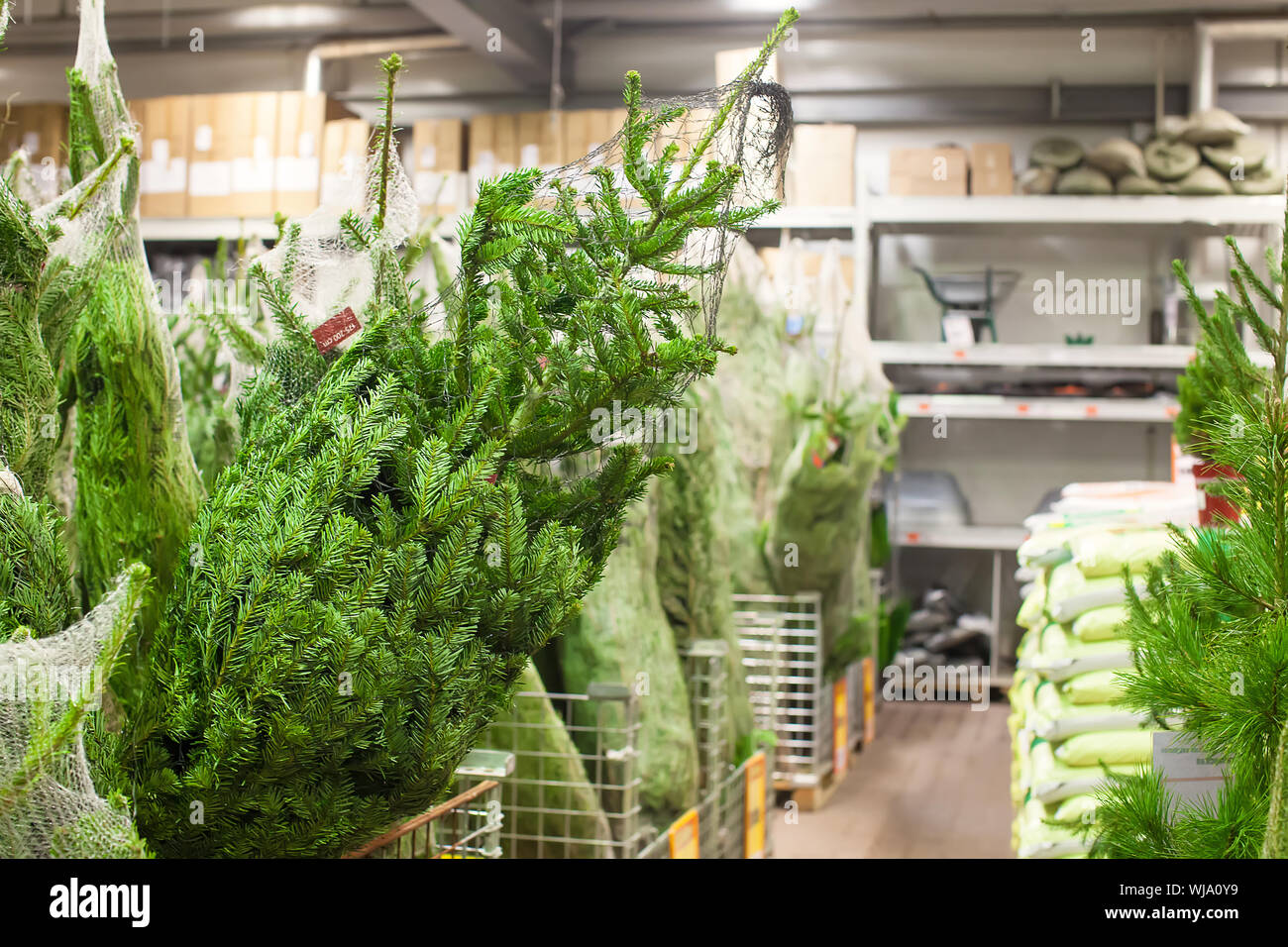 Christmas tree in the supermarket Stock Photo Alamy