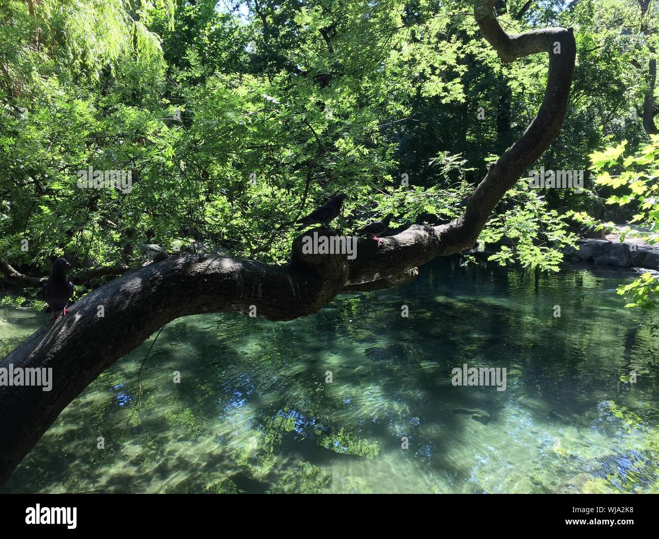 Tree In Water Stock Photo Alamy