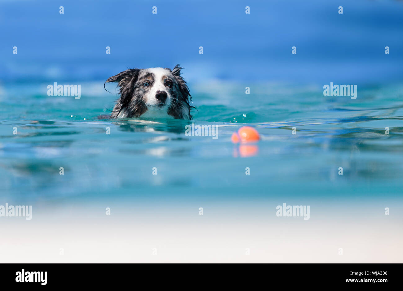 Mixed-breed Dog Swimming With Toy Pool Stock Photo
