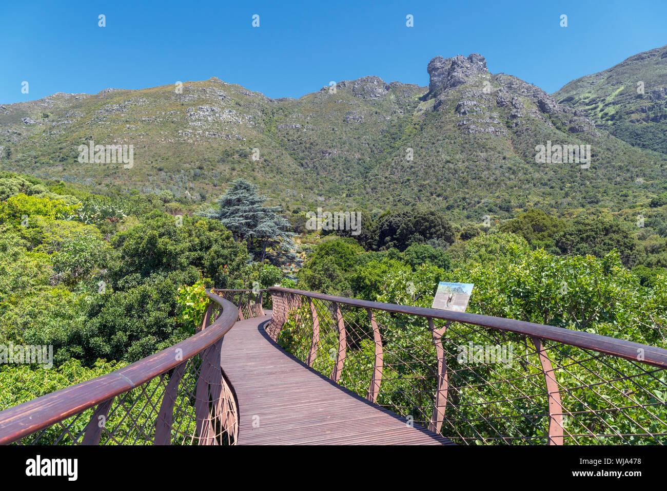 The 'Boomslang' Tree Canopy Walkway, Kirstenbosch National Botanical Garden, Cape Town, Western Cape, South Africa Stock Photo