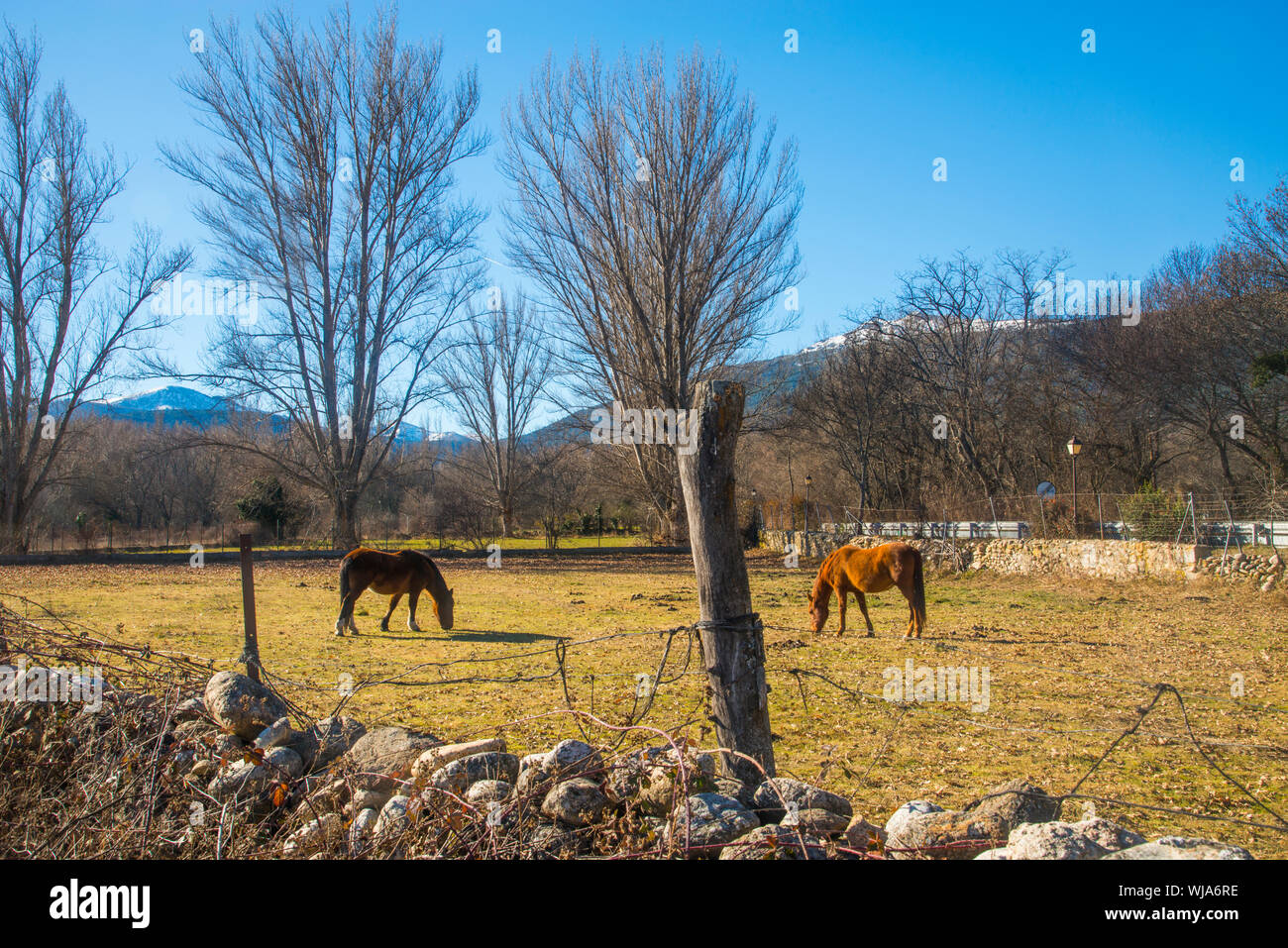 Two horses grazing in a meadow. Rascafria, Madrid province, Spain. Stock Photo