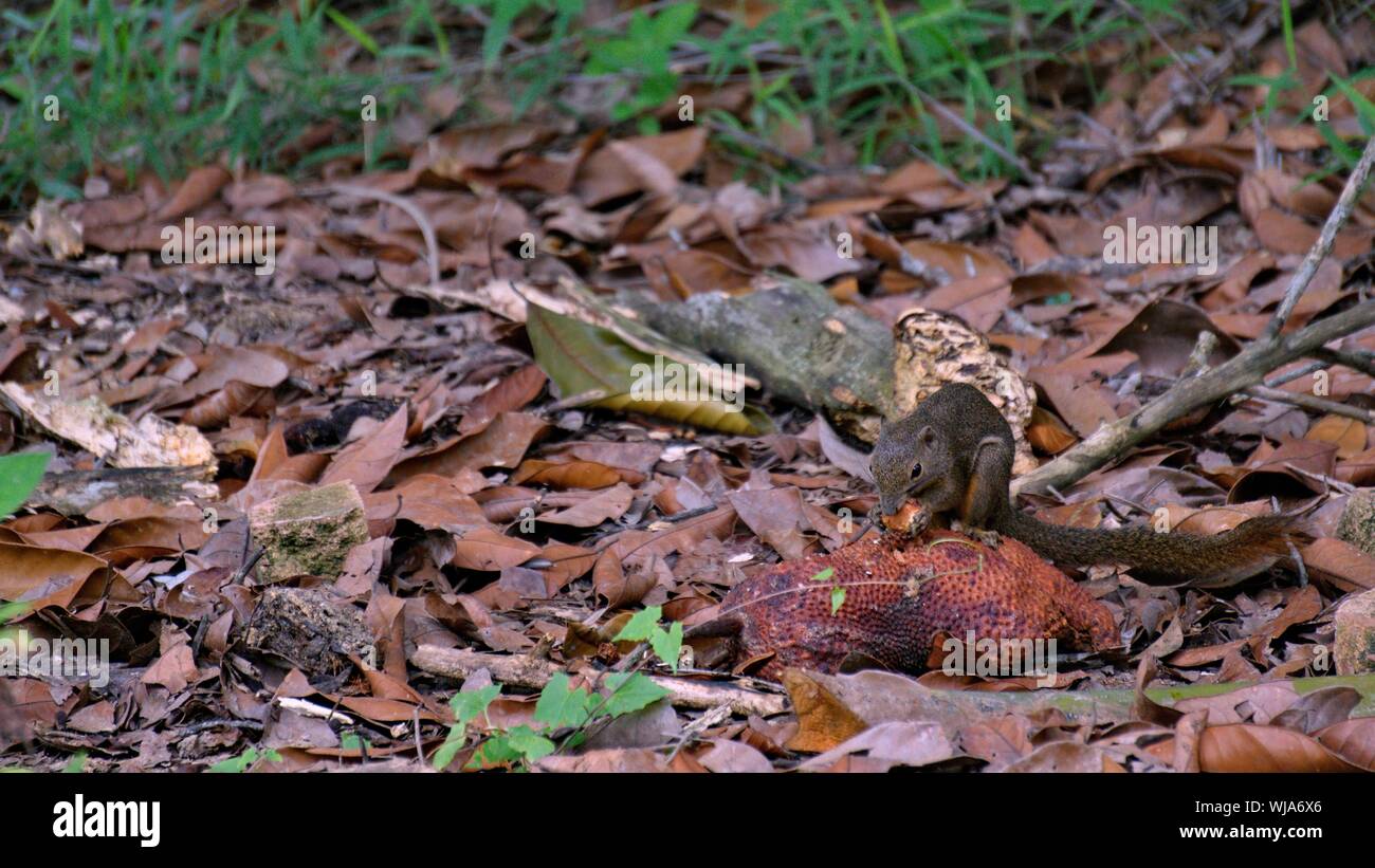 Squirrel Eating Jackfruit High Resolution Stock Photography and Images