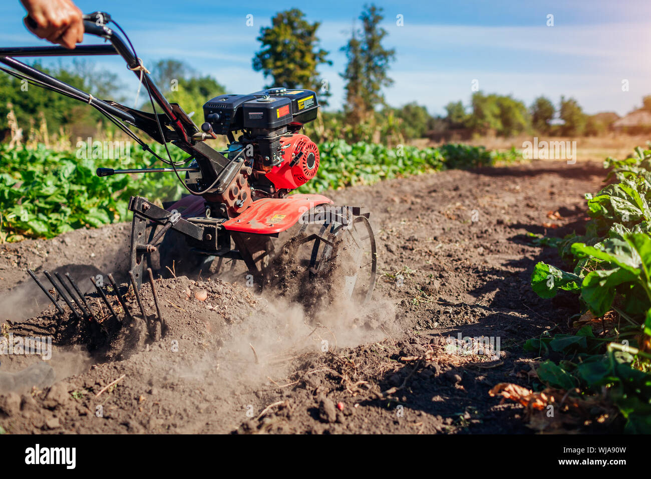 Farmer driving small tractor for soil cultivation and potato digging. Autumn harvest potato picking. Gathering fall crop in countryside Stock Photo