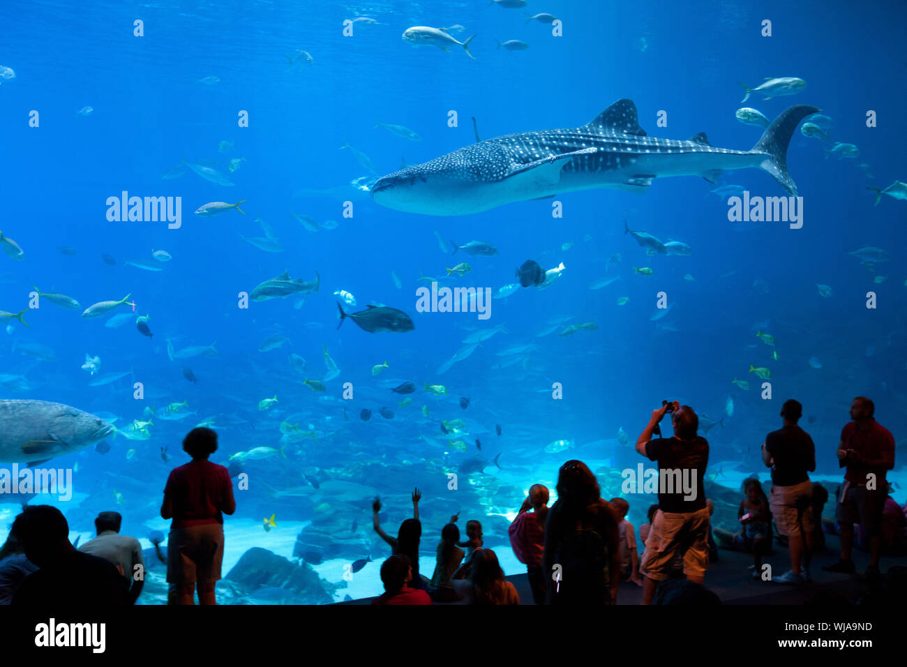 Yantai Haichang Whale Shark Aquarium - ZooChat