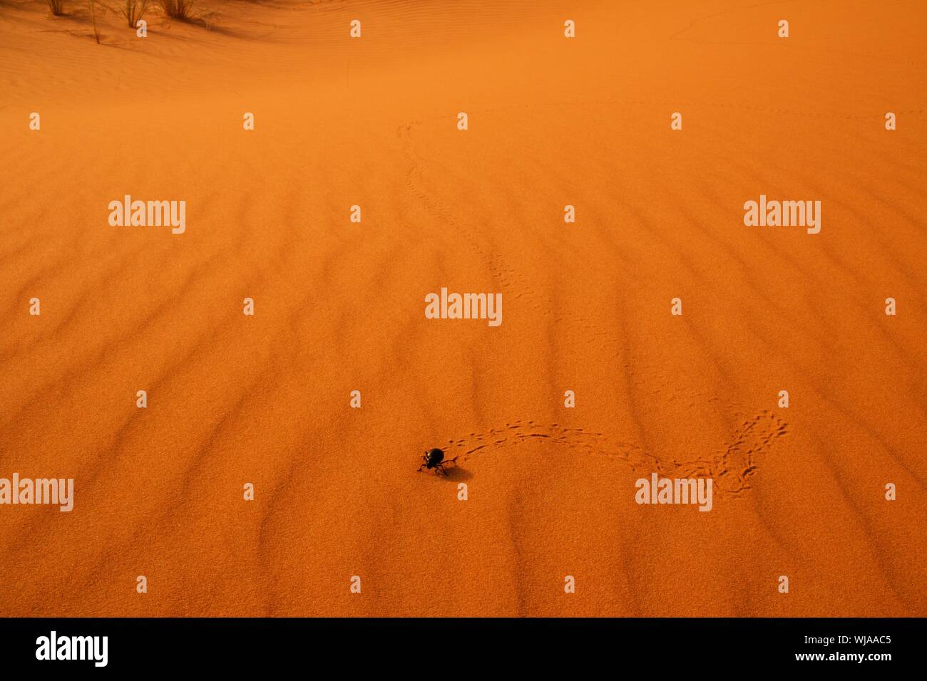 Sahara sand dunes of erg Chebbi, Morocco, Africa Stock Photo