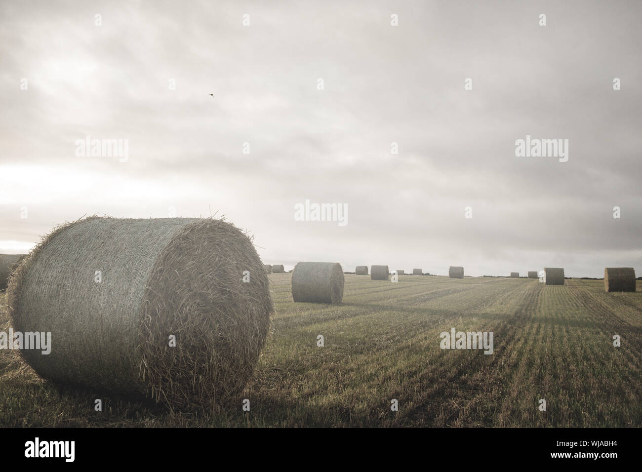 Landscape with bales of straw Stock Photo - Alamy