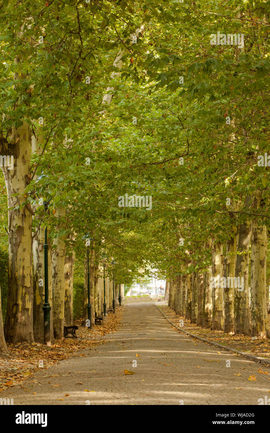 Beautiful view of walkway along lined trees in the park Stock Photo - Alamy