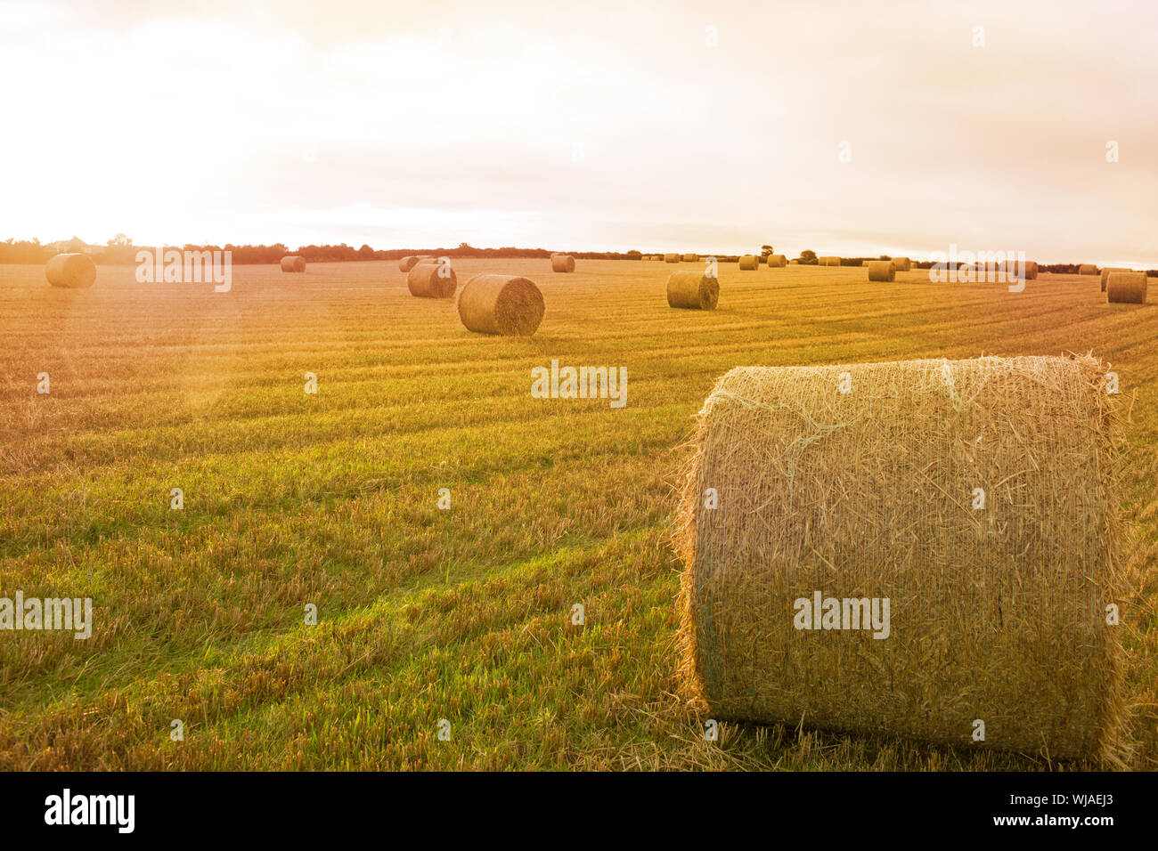 Landscape with bales of straw Stock Photo - Alamy