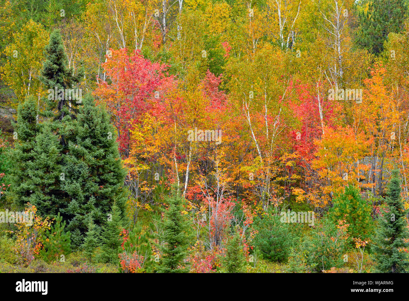 Autumn colour in a mixed forest woodland, Greater Sudbury, Ontario, Canada  Stock Photo - Alamy