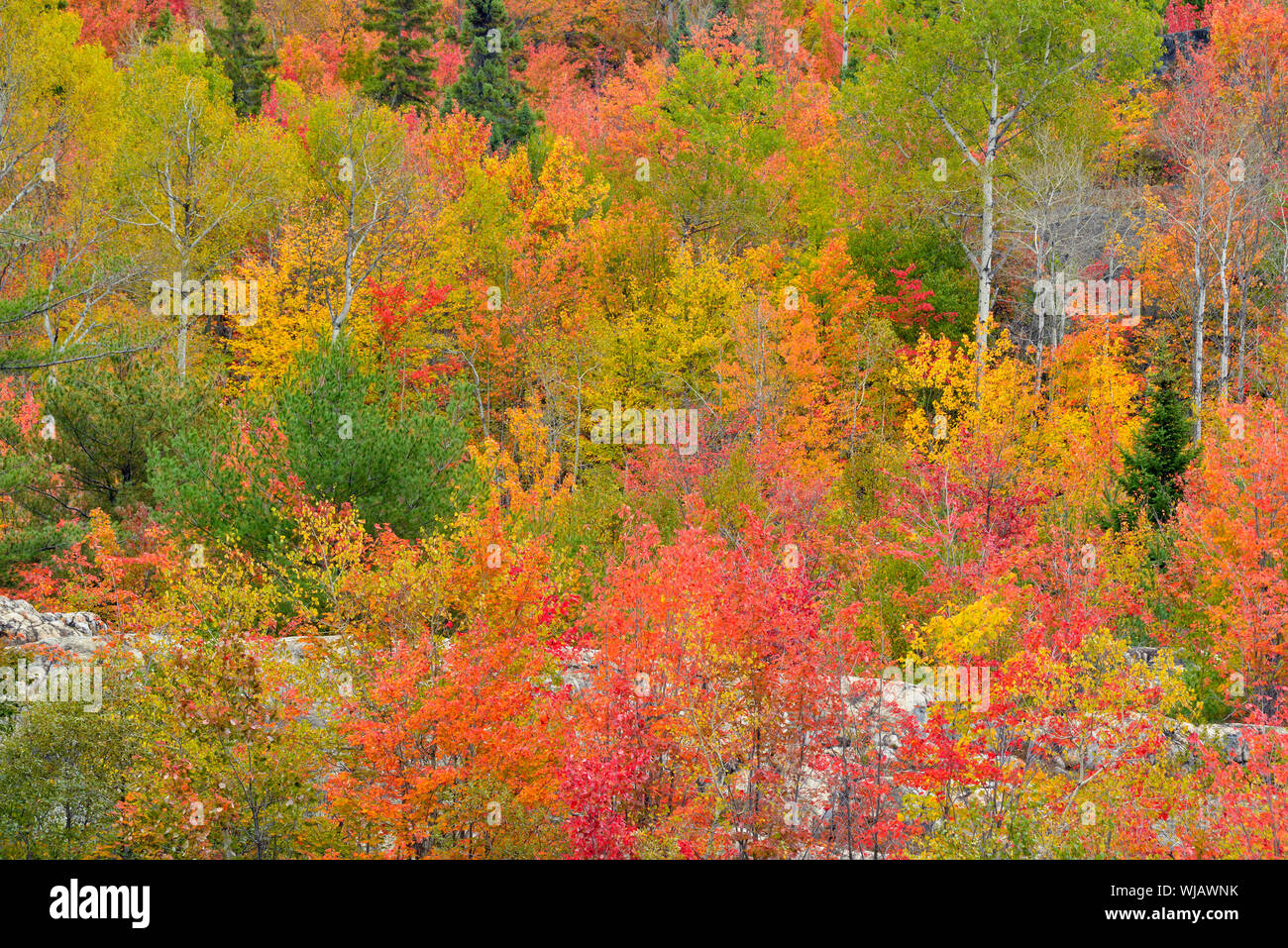 Autumn maple trees and cedar tree, Greater Sudbury, Ontario, Canada Stock Photo