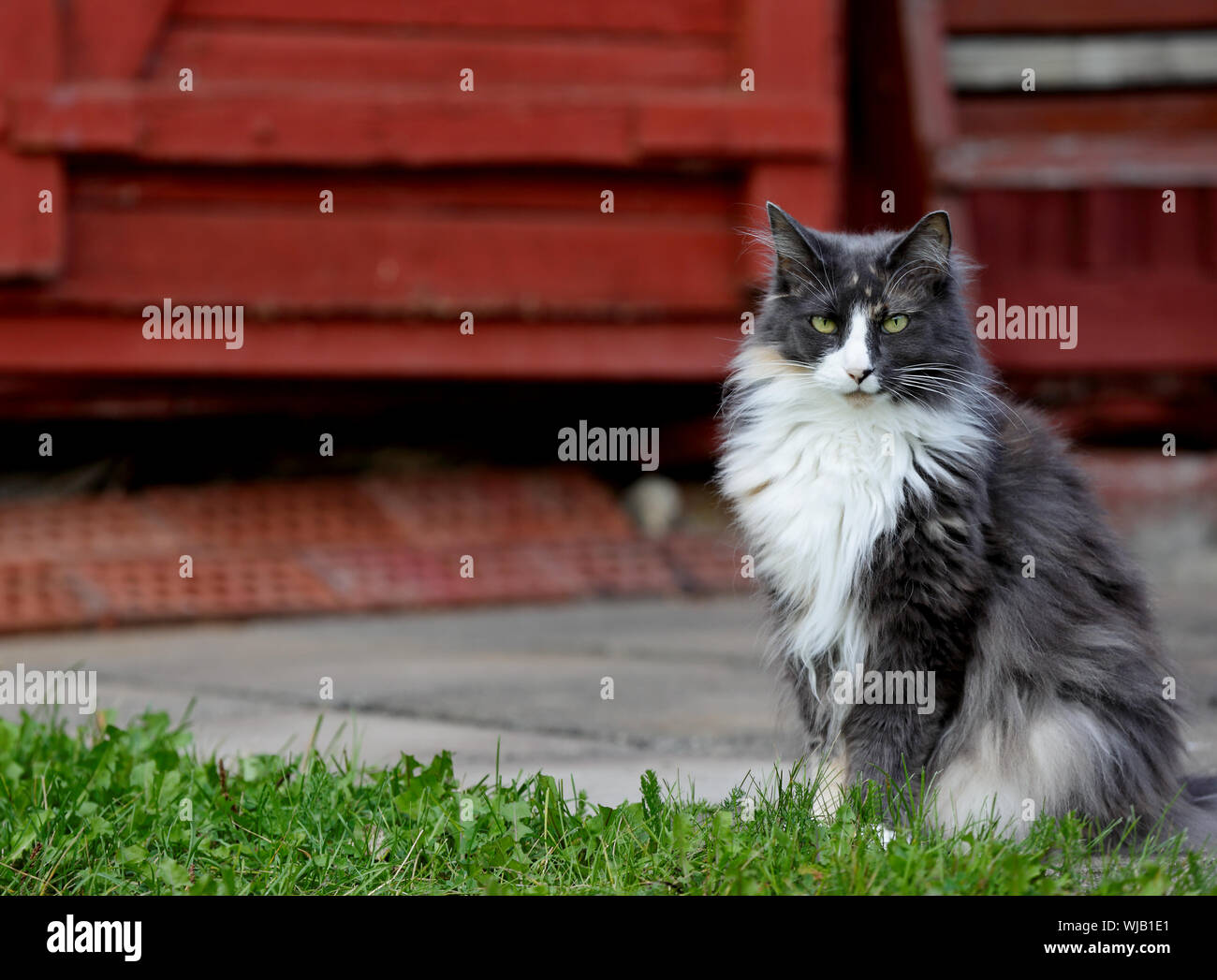 A tortoiseshell norwegian forest cat sitting in front of her yard Stock Photo
