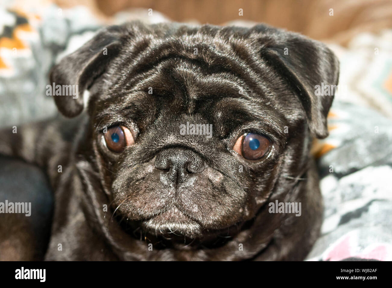 Close up face of cute black color pug dog breed listening to