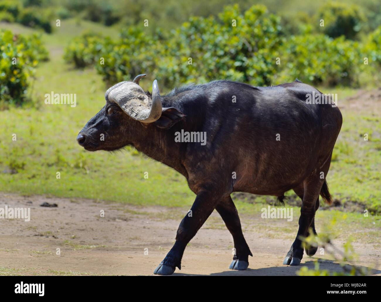 Walking water buffalo hi-res stock photography and images - Alamy